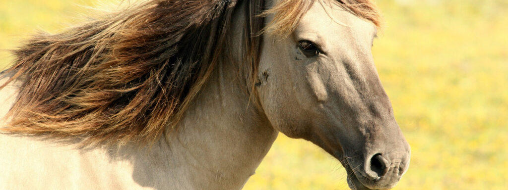 Horse in the sunny field