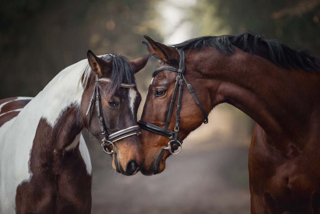 Mare and stallion stood together