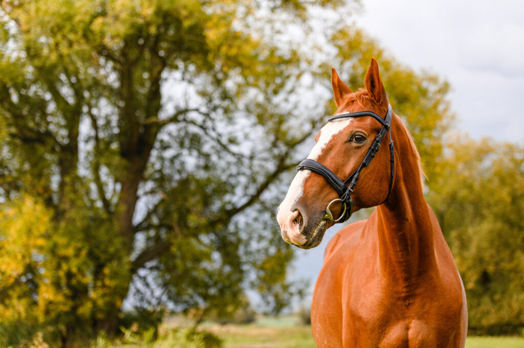 Brown chestnut horse stallion